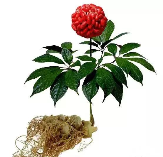 治高血压的中药冲剂,中药治高血压能除根