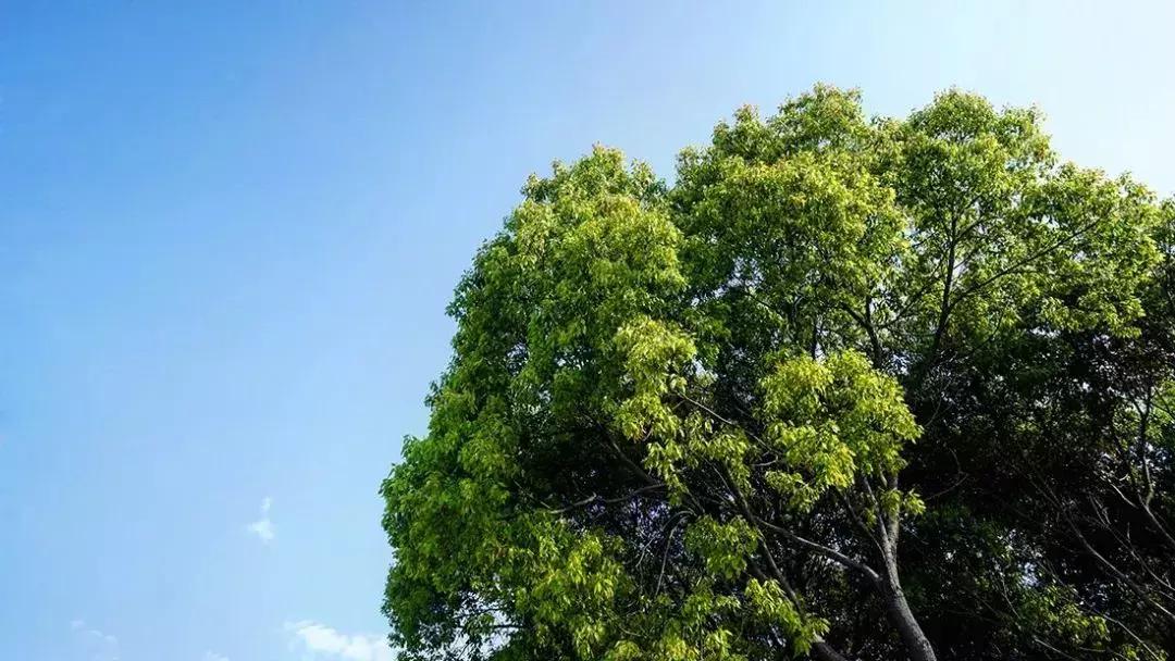 去上海必去的民宿,上海树林民宿推荐