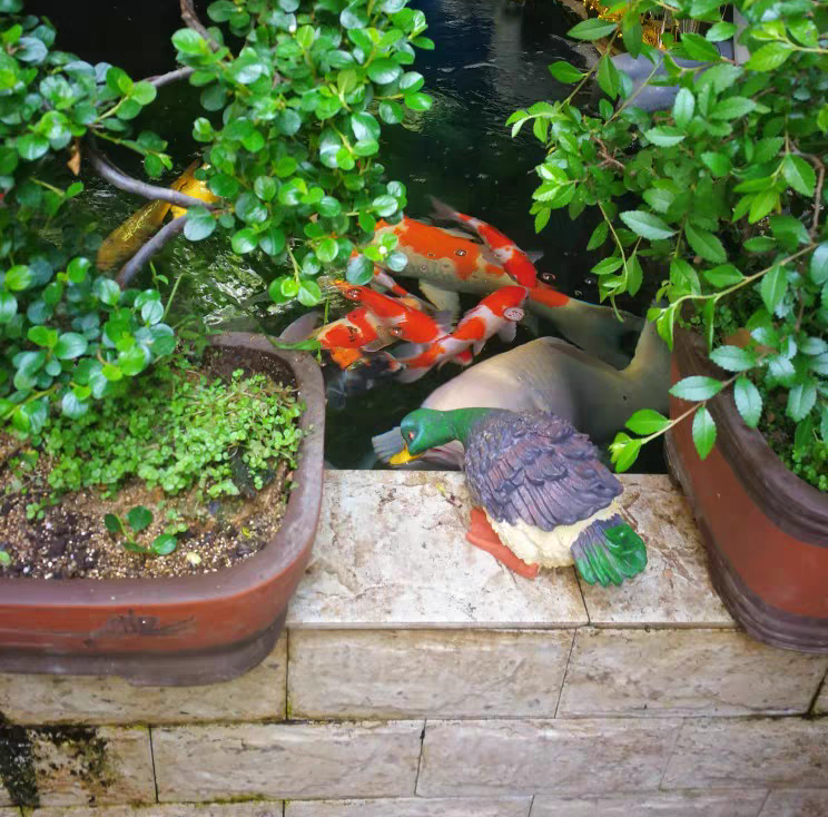 自建缸养锦鲤鱼视频,锦鲤趴鱼池怎么处理