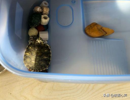 乌龟为什么能养死,为什么乌龟养养就死了