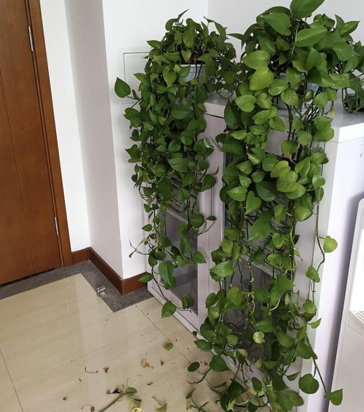 会爬墙的绿萝怎么养,绿萝爬墙经验