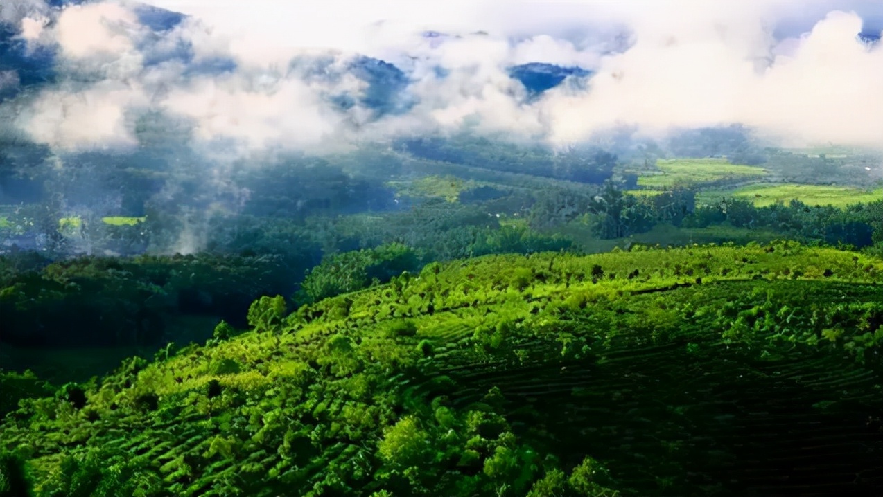 普洱茶四大产区和六大茶山,普洱茶六大产区和六大茶山地图