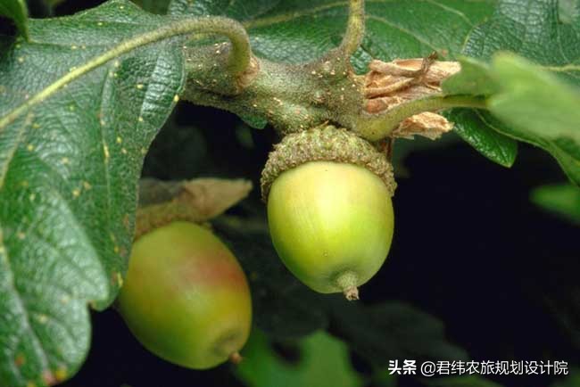 农业种植致富项目农民,农村人最好的致富项目