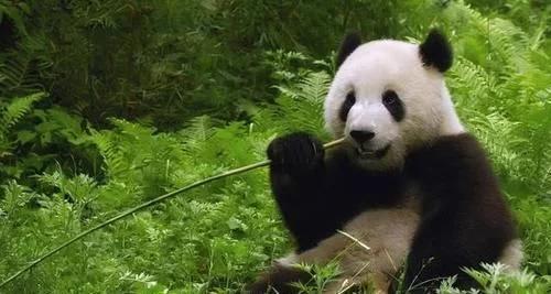 大熊猫最爱吃的竹子是什么竹子,大熊猫为什么吃竹子不伤嘴