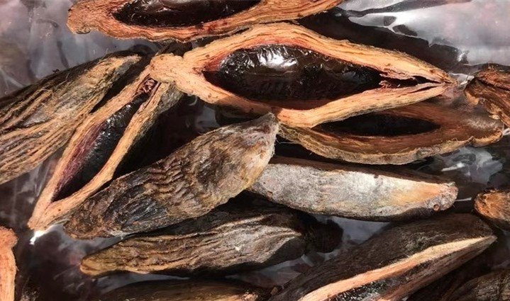 土耳其槟榔属不属于毒品,土耳其槟榔有毒吗