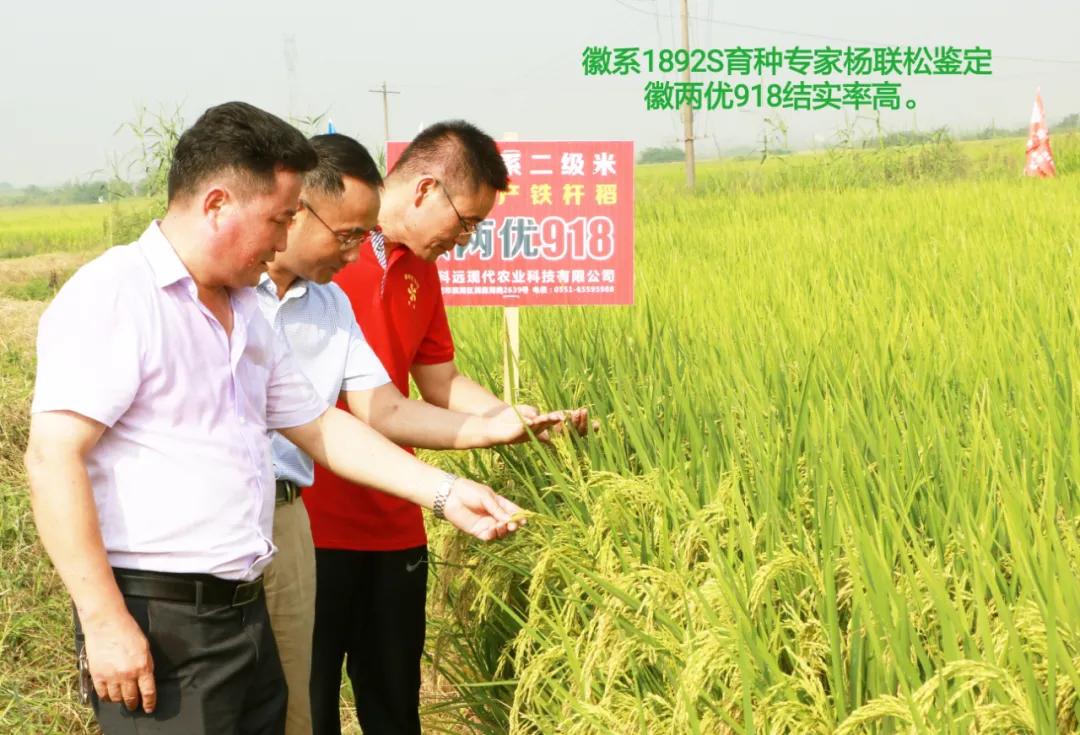 徽两优1577第一名高产稻种,徽两优985稻种简介