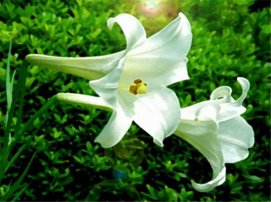 百合使用叶面肥和生根肥有功效吗,百合种植方法几天出苗