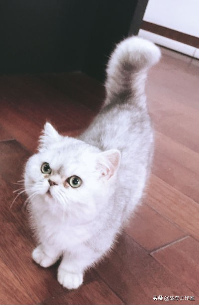 独家揭秘即将上市的奔达300太子