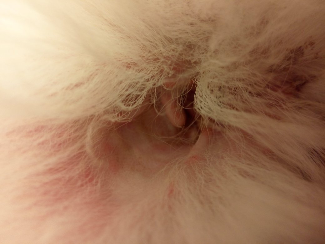 萨摩耶有体臭吗,萨摩耶犬体臭重吗