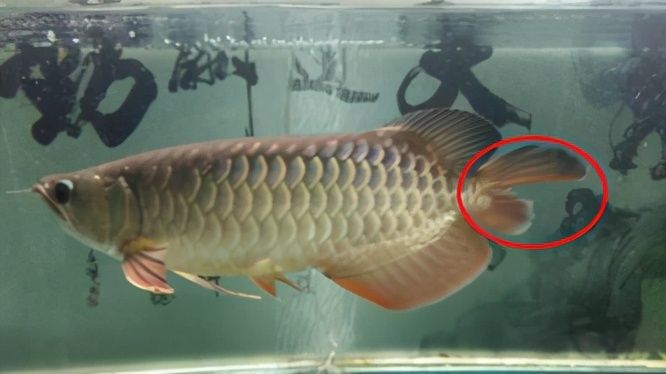 龙鱼常见疾病及治疗方法,龙鱼疾病找哪里救治