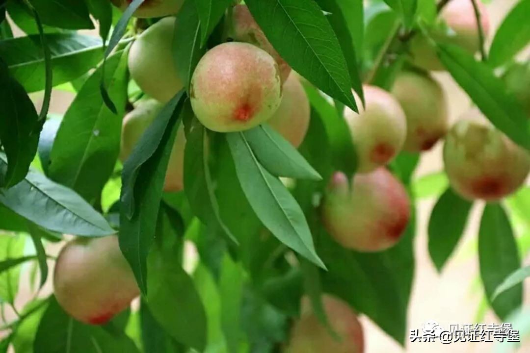 高堡油桃,红寺堡油桃采摘