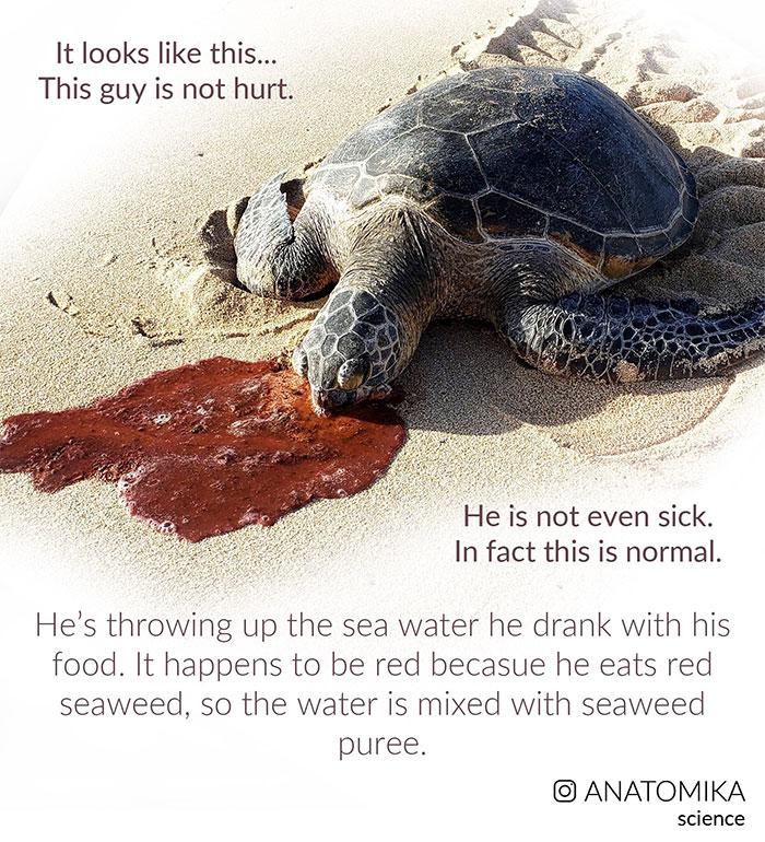 海龟受环境影响吗,海龟受到的污染