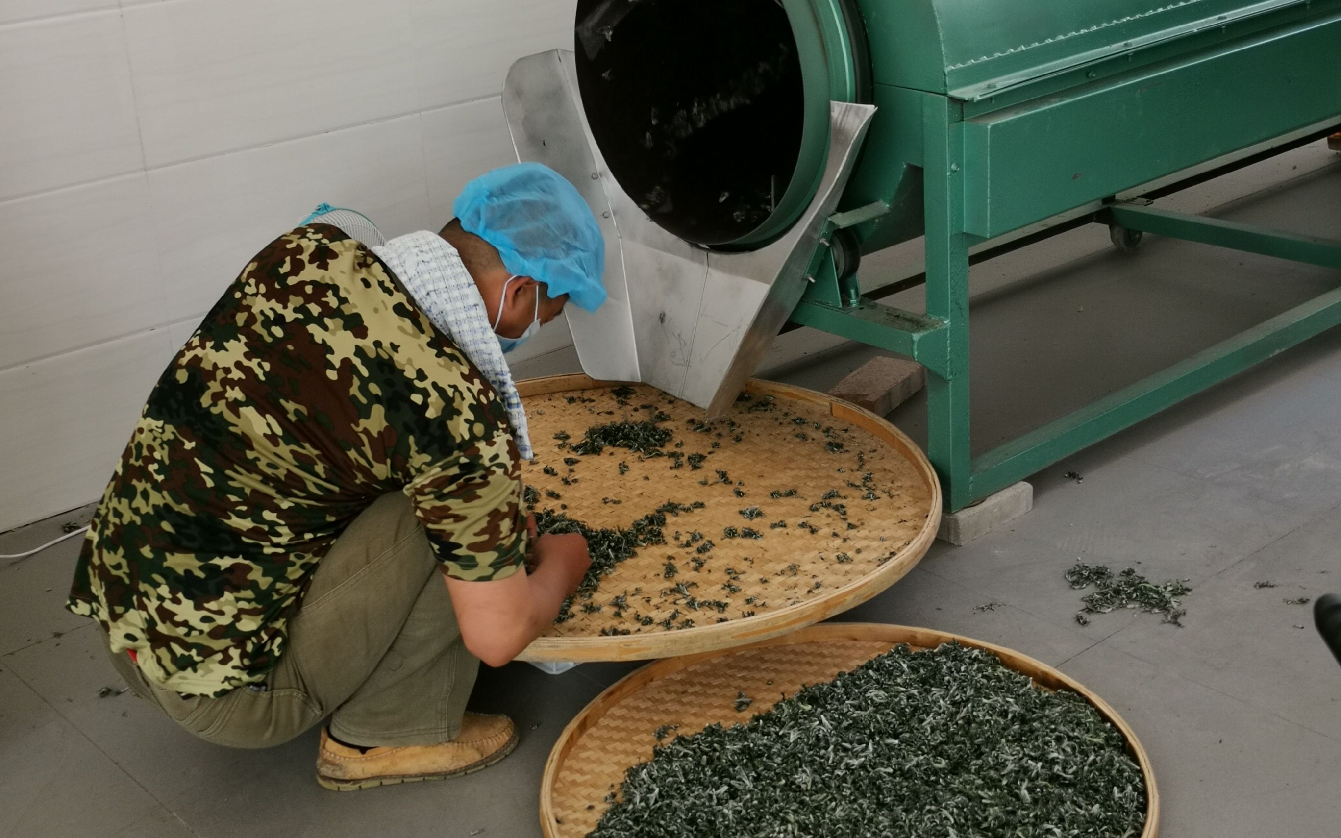 艾草茶什么季节采摘好,端午节的艾蒿什么时候采摘