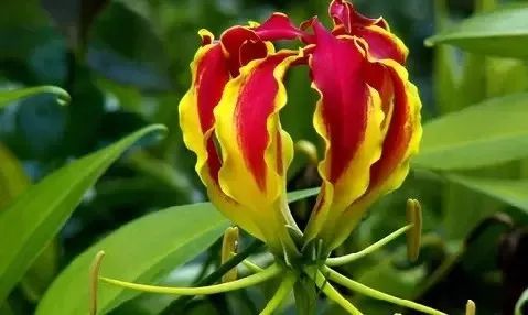 各国国花及花语英文,世界各国的国花资料