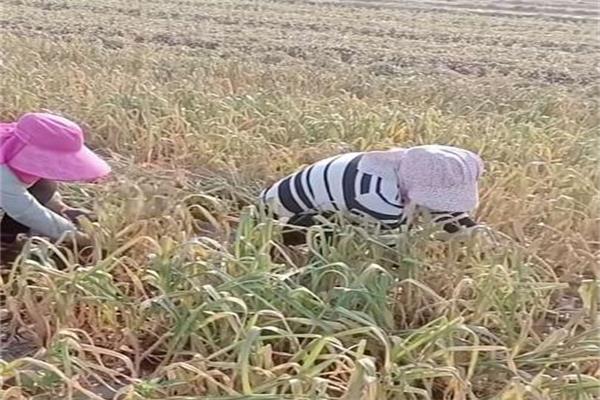 农村什么工作一个月能赚6000块,农村一年赚20万的工作