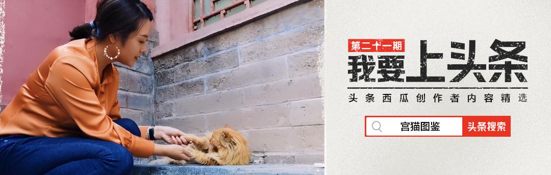 二十多岁进宫，在紫禁城中撸猫8年，她揭开了不为人知的故宫往事