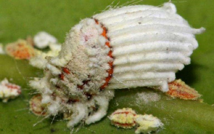 春季大樱桃上的介壳虫啥时间打药,大樱桃介壳虫啥时防治效果好