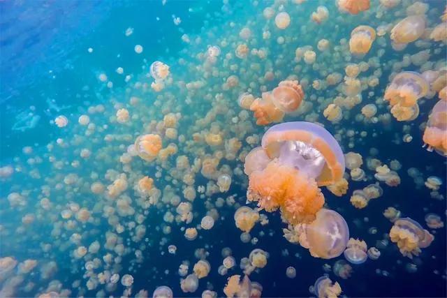 真实帕劳,帕劳的真实体验