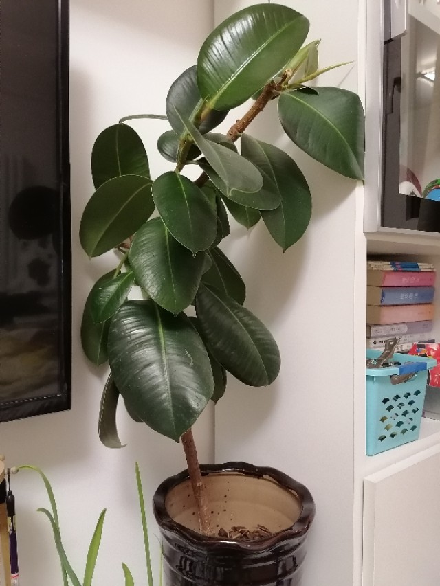 懒人养花小妙招盆栽,懒人养花直播