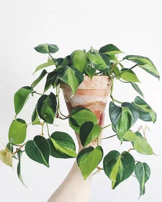 枯死发财树起死回生小妙招,冬天吊兰绿萝发财树怎么养