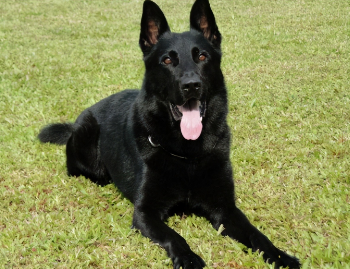 为什么有人说养狗的人越来越多,养狗的人注意了这几点必须知道