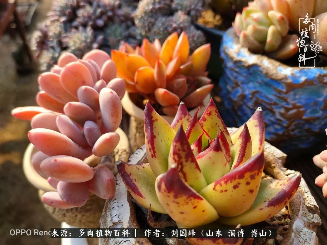 冬季室温20度以上多肉怎么养,贵的不一定就是好的便宜的