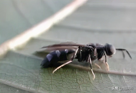 猫咪可以喂自制猫粮吗,用虫子做的食物