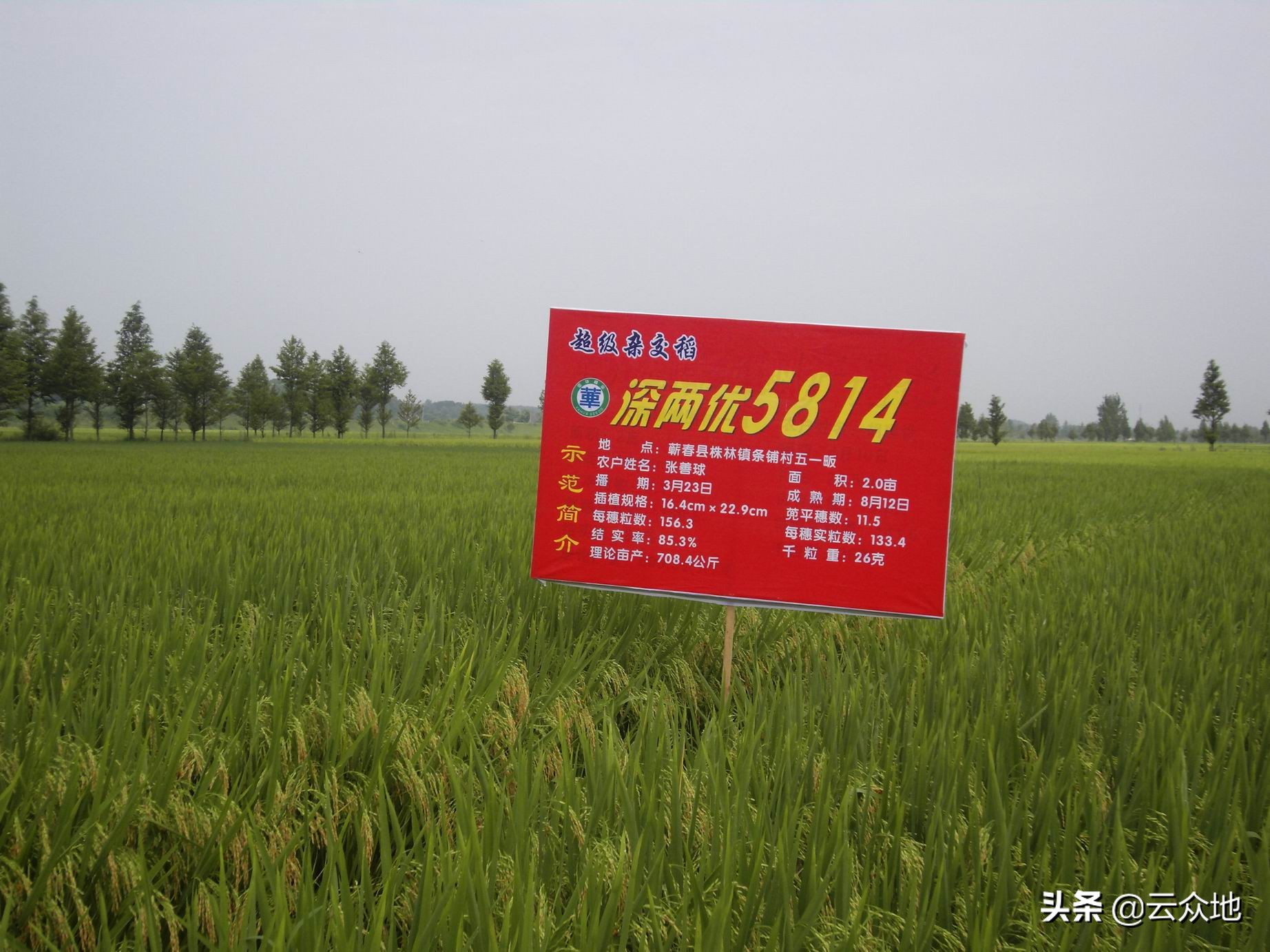 深两优136稻种怎么样,深圳深两优5814超级杂交稻种