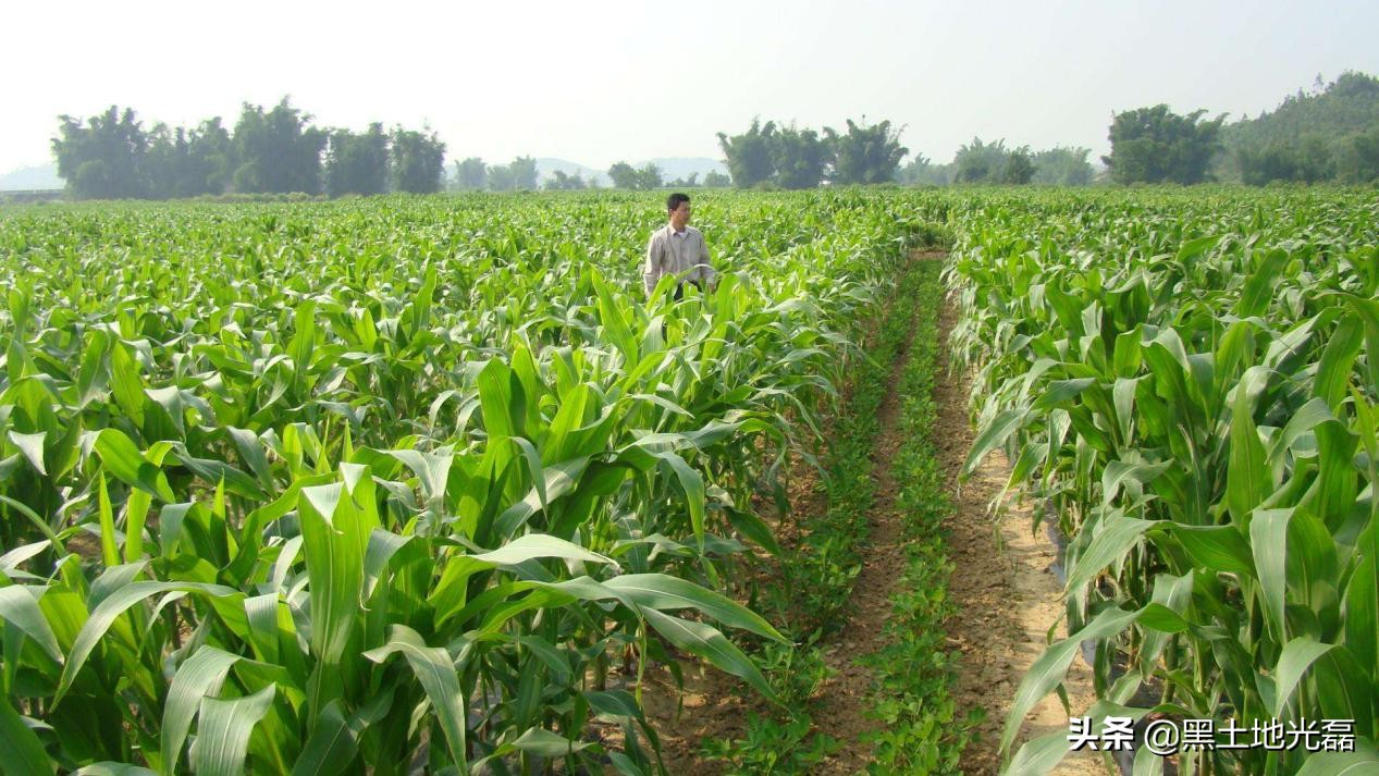 20块钱一袋的玉米种,20元一袋玉米