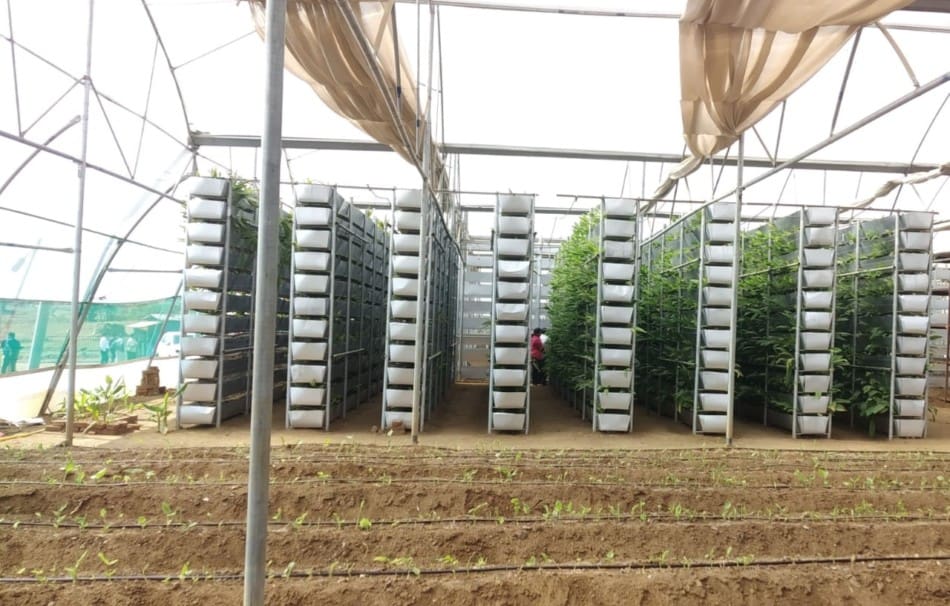 野姜黄种植技术视频,姜黄种植技术及亩收益