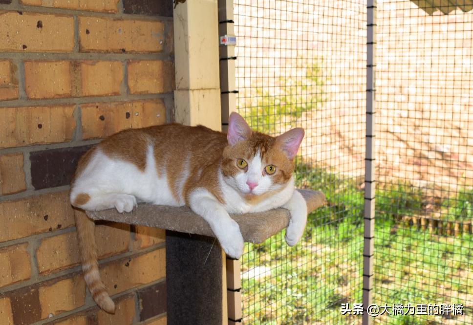 猫咪一到晚上就呕吐怎么办,猫咪晚上闹腾怎么解决