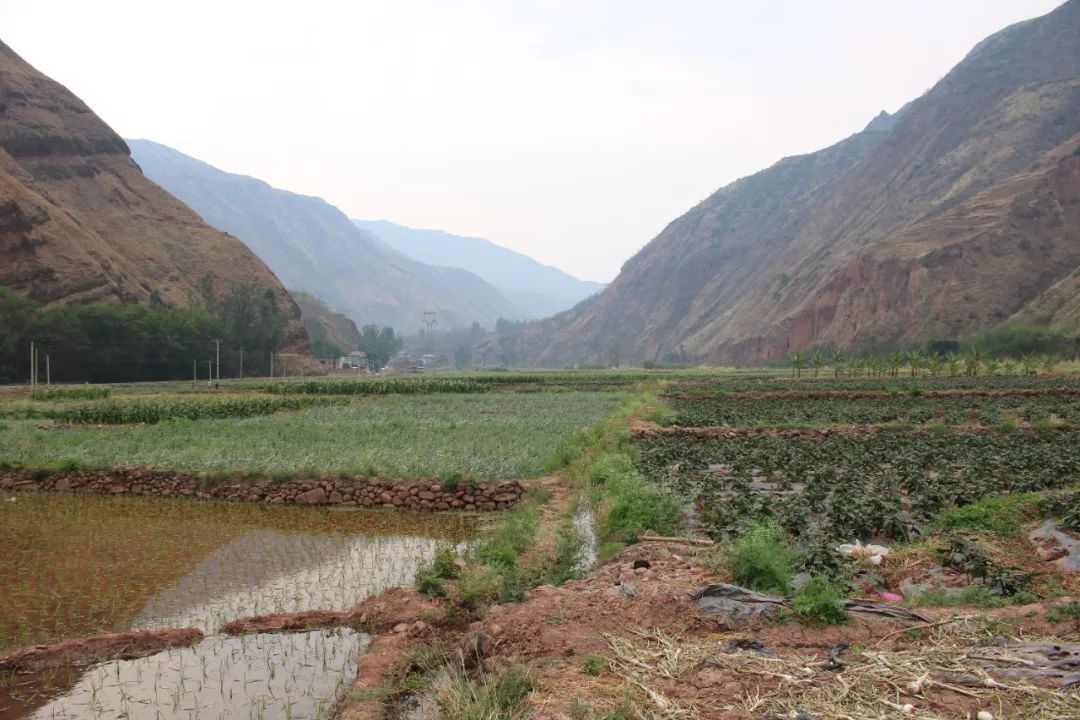 黄皮洋葱批发,黄皮洋葱今日报价