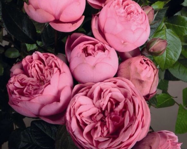 做事沉稳大气聪慧过人的三大星座,做事靠谱很有原则性的三大星座