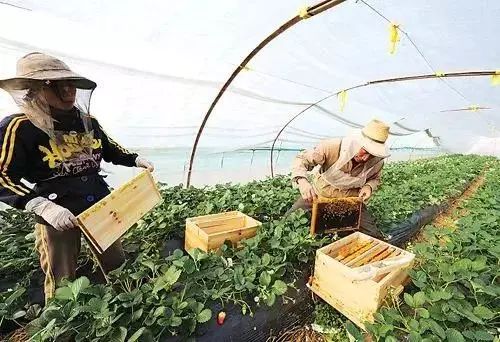 2019十大养殖品种图片,这两年最火的养殖品种