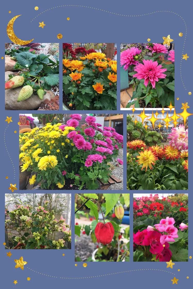 冬去春来，愿你无恙，疫情退去，养肉依旧！