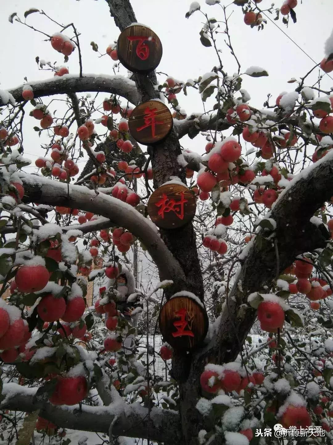 雪中的洛川红富士苹果,雪中的红苹果