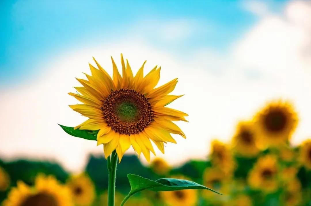 父爱如山谁言寸草心报得三春晖,谁言寸草心报得三春晖是给谁的