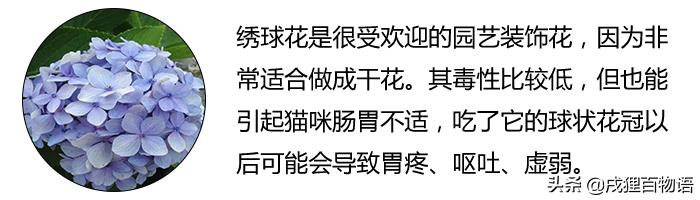 养猫人不能种什么花,养猫人不能干的事情