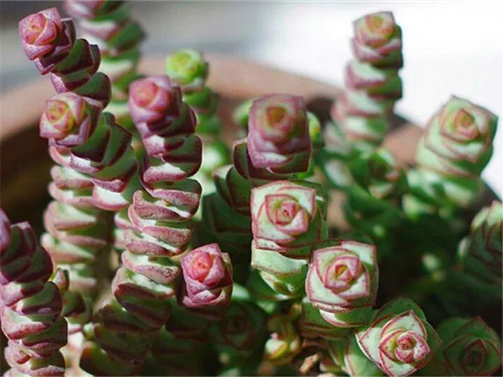 100种常见多肉的养法图片大全,60种好度夏的多肉植物