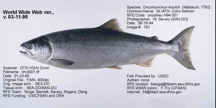 科普中国三文鱼,智利三文鱼