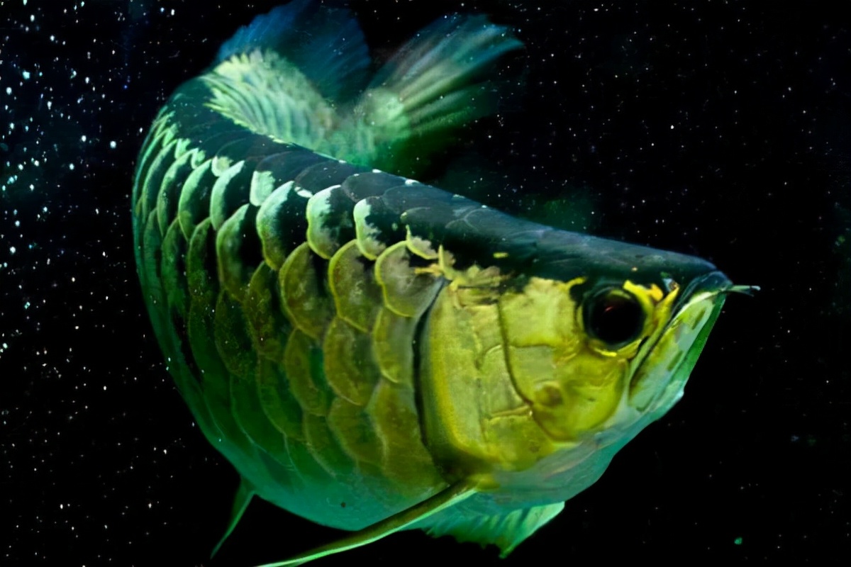 龙鱼吃食老是咀嚼不吞,龙鱼不吃食了是什么原因引起的