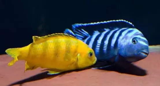 大马水族专营三湖慈鲷,三湖慈鲷鱼的饲养方法