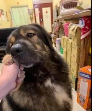 突然到访的小奶猫，没想到居然让高加索展示出了另外一面！超暖心