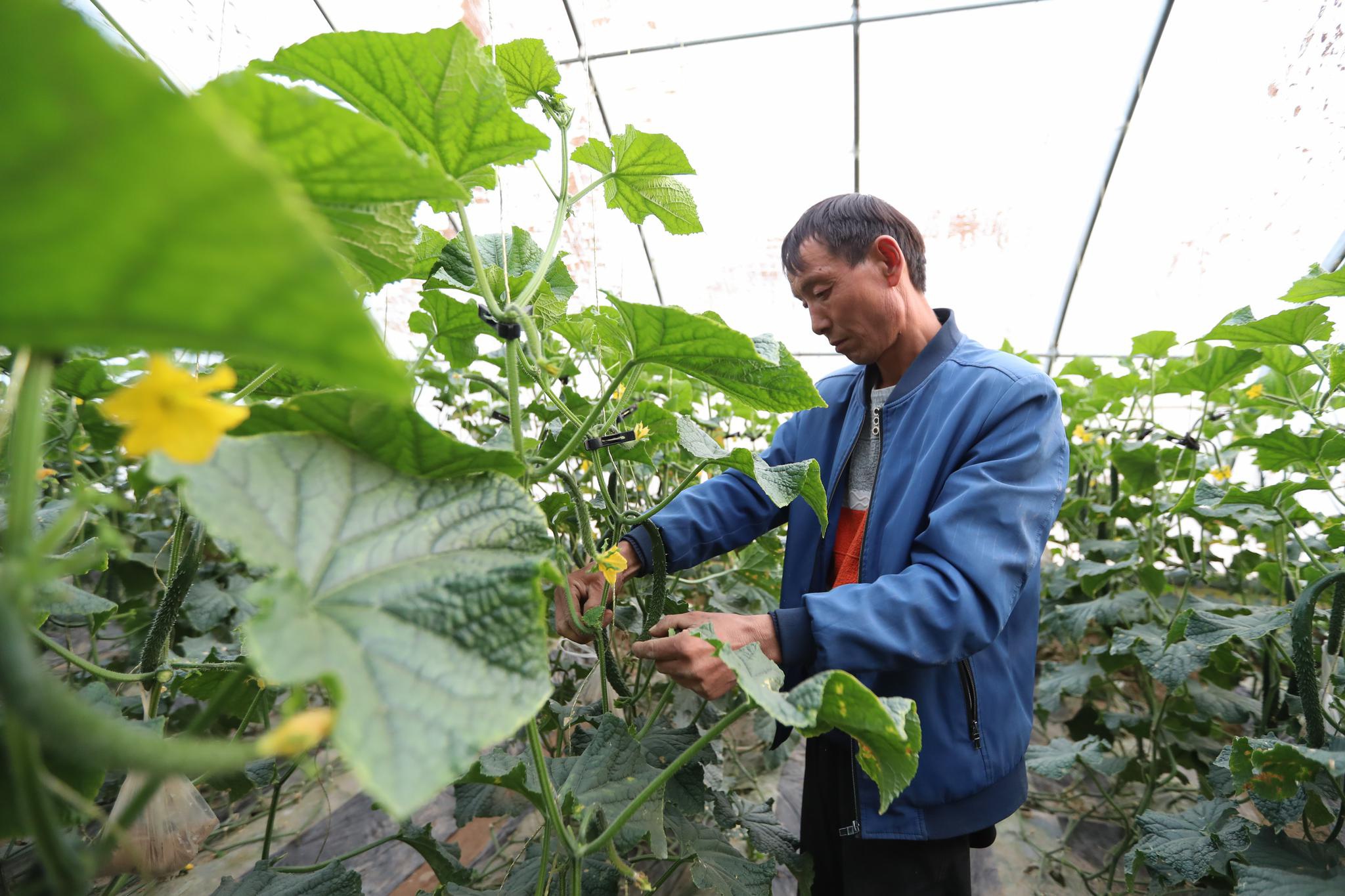 黄瓜枯萎病防治方法,黄瓜萎蔫症症状