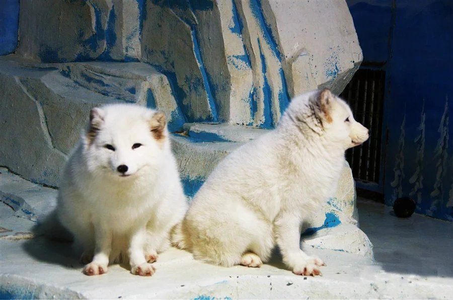 哈尔滨冰灯游玩攻略,哈尔滨冰灯梦幻之行