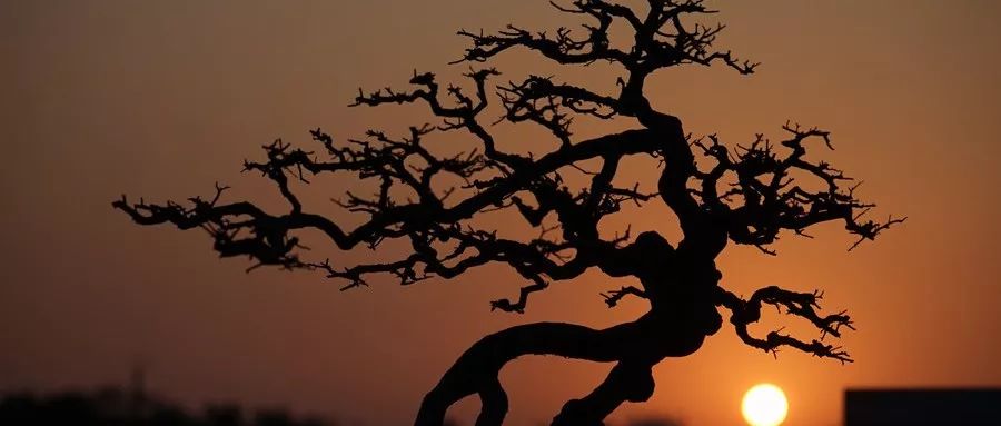 松花粉有什么营养成分,松花粉有什么营养价值与功效