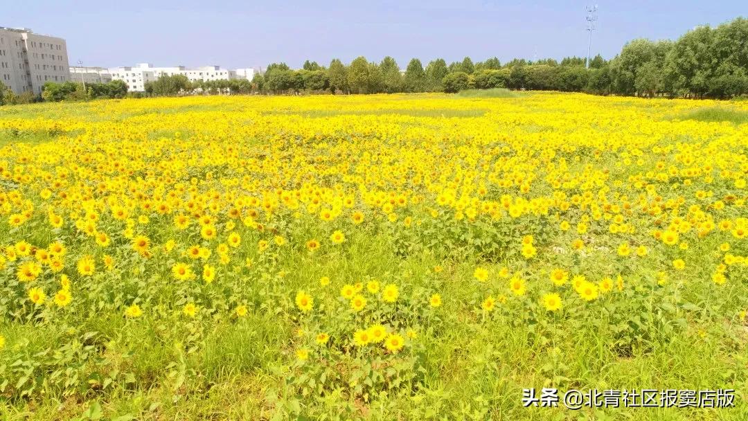 千亩向日葵游玩,百亩向日葵花海免费赏