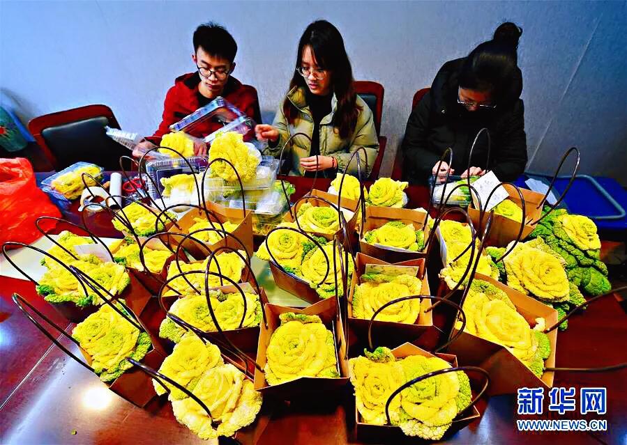 红玫瑰白菜,玫瑰花一样的白菜