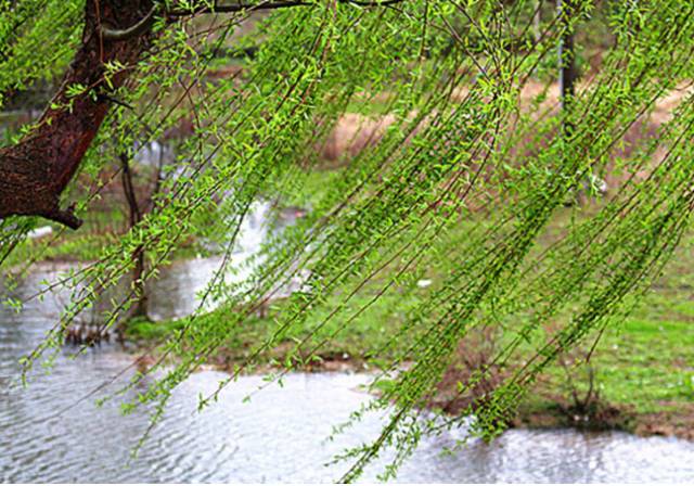 沾衣欲湿杏花酒不寒杨柳风,沾衣杏花雨吹面不寒杨柳风意思