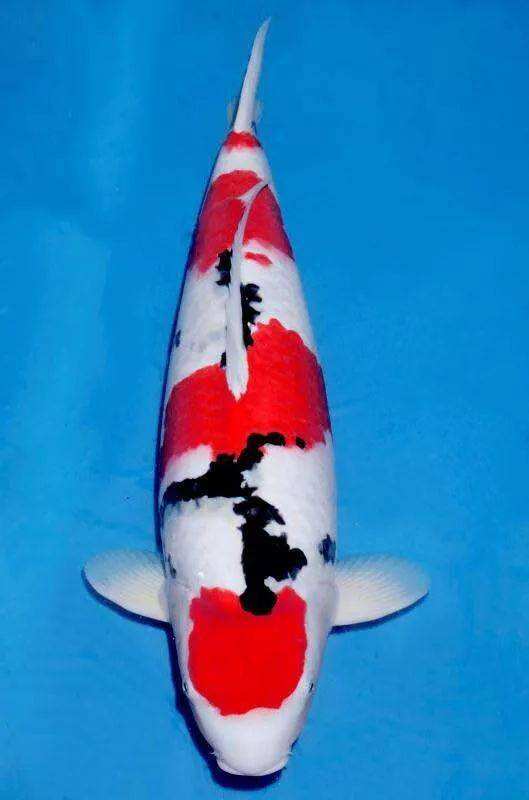 锦鲤突然不吃食是什么原因,锦鲤不吃食有什么办法